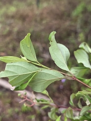 Cornus foemina, photograph (c) Scott Allen Davis, some rights reserved (CC BY)