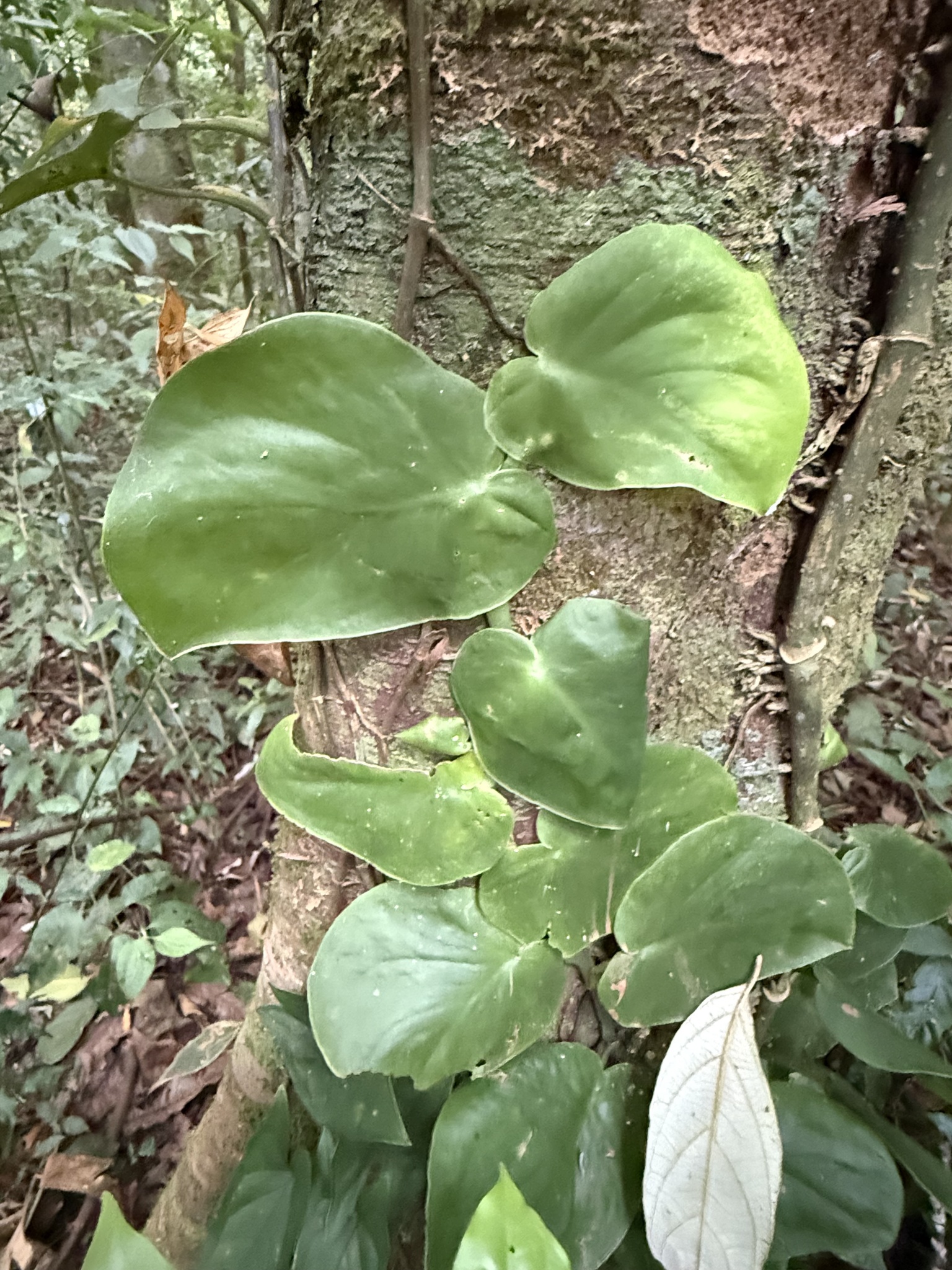 Imagem de Monstera acuminata