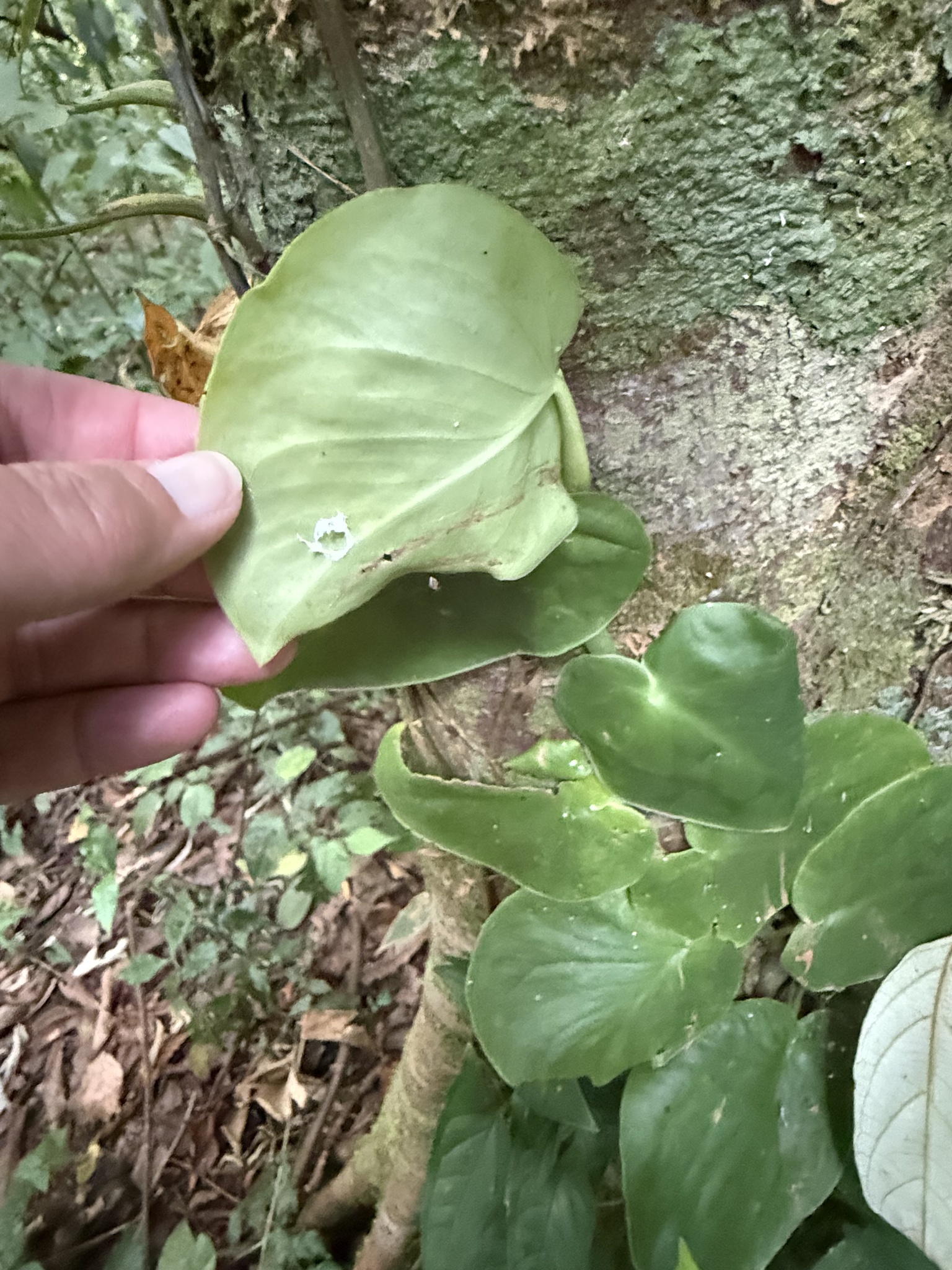 Imagem de Monstera acuminata