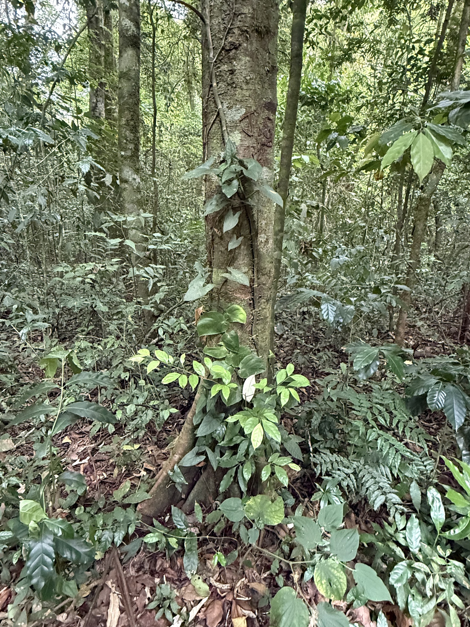 Imagem de Monstera acuminata
