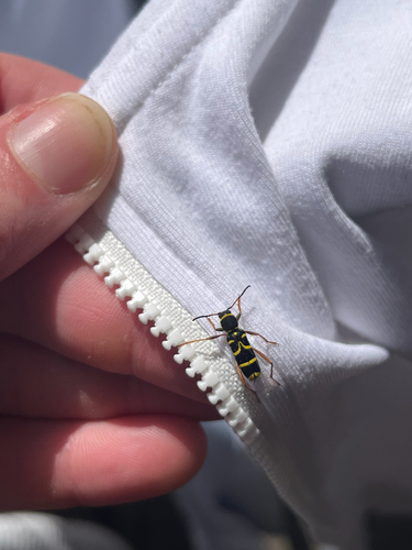 Wasp Beetle, Opwettensemolen, Eindhoven, North Brabant, NL, photo 6 of 10