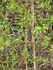 Cornus foemina, photograph (c) Scott Allen Davis, some rights reserved (CC BY)