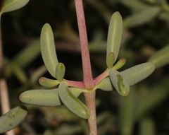 Mesembryanthemum brevicarpum