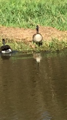Branta canadensis
