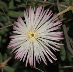 Mesembryanthemum brevicarpum