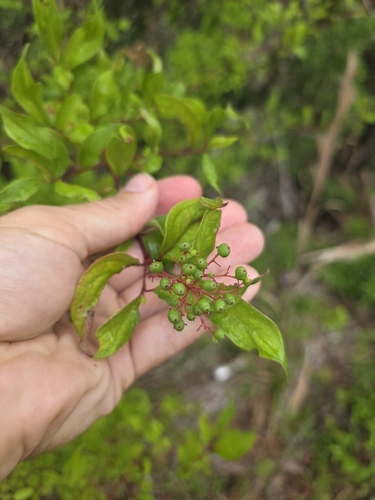 Cornus foemina, photograph 6