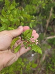 Cornus foemina, photograph (c) Scott Allen Davis, some rights reserved (CC BY)