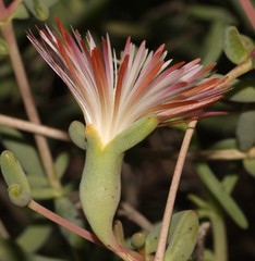 Mesembryanthemum brevicarpum
