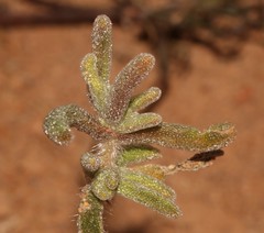 Drosanthemum oculatum