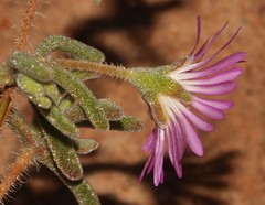 Drosanthemum oculatum