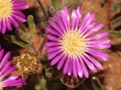 Drosanthemum oculatum