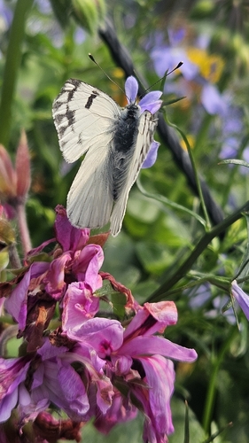 Western White