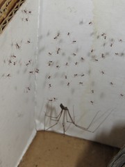 Smeringopus natalensis