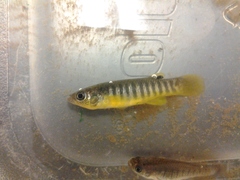 Fundulus luciae