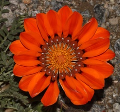 Gazania leiopoda