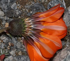 Gazania leiopoda