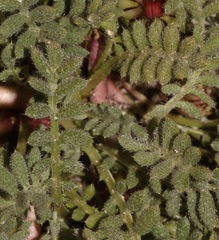 Gazania leiopoda