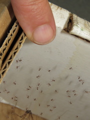 Smeringopus natalensis