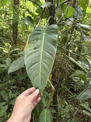 Philodendron sagittifolium