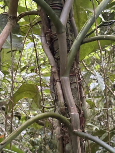 Philodendron sagittifolium, photograph 2