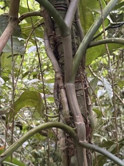 Philodendron sagittifolium, photograph (c) ashleyrsteel, some rights reserved (CC BY)
