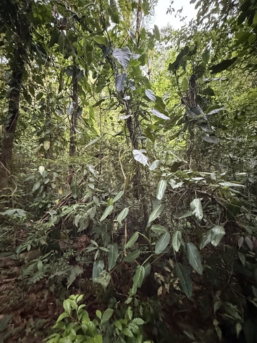 Philodendron sagittifolium, photograph 3