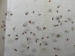 Smeringopus natalensis