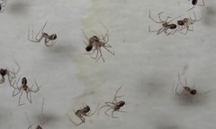 Smeringopus natalensis