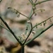 Skeleton Weed - Photo (c) lonnyholmes, some rights reserved (CC BY-NC), uploaded by lonnyholmes