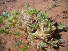 Lupinus pusillus intermontanus