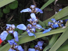 Trimezia gracilis