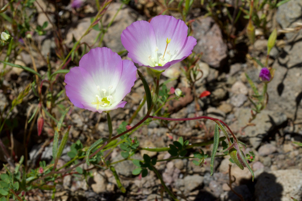 Glandular clarkia (Clarkia arcuata)