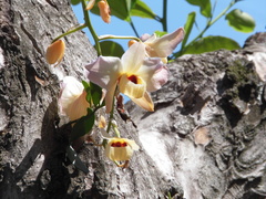 Dendrobium moschatum