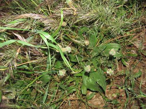 Plantago lagopus (Plantago lagopus)