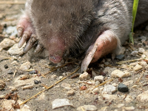 Eastern Mole
