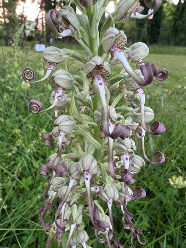 Lizard Orchid