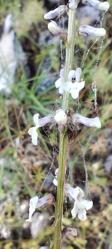 Anarrhinum laxiflorum (Anarrhinum laxiflorum)