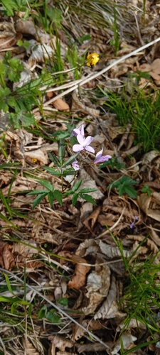 Cardamine quinquefolia, photograph 3