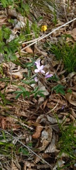 Cardamine quinquefolia, photograph (c) Мария Ткаченко, some rights reserved (CC BY)