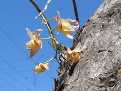 Dendrobium moschatum