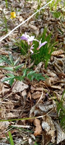 Cardamine quinquefolia, photograph 4