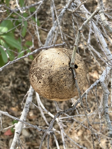 iNaturalist observation photo of Gall Wasps and Allies