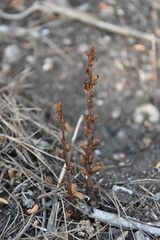 Orobanche hederae