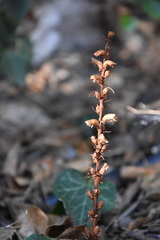 Orobanche hederae