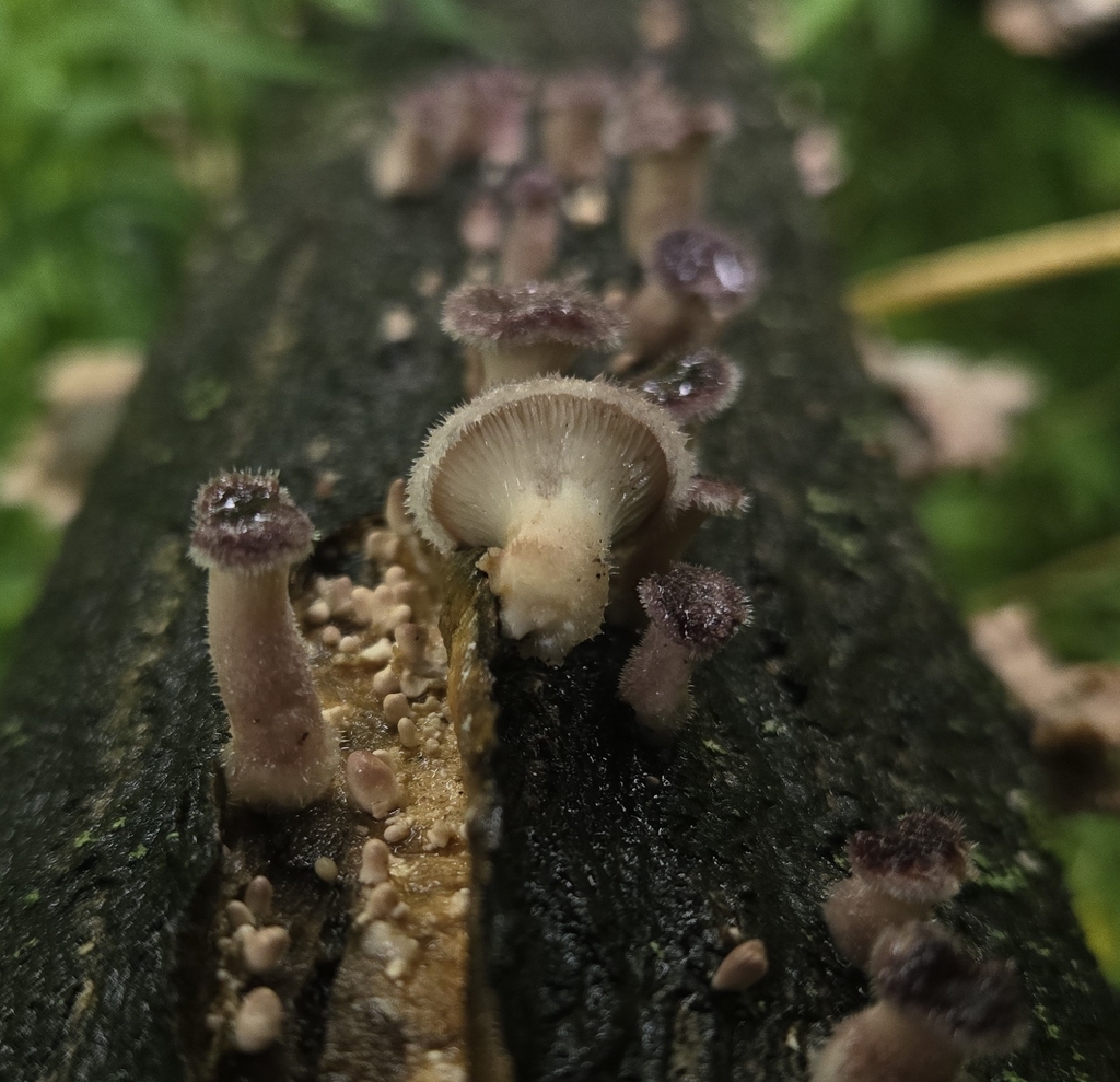 Hairy Oyster Mushroom · May 2026 · photo: Photo: (c) Ben Gruhot, some rights reserved (CC BY) · iNaturalist