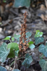 Orobanche hederae