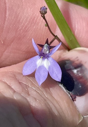 Lobelia feayana, photograph 4