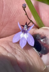 Lobelia feayana, photograph (c) James Hardee, some rights reserved (CC BY)