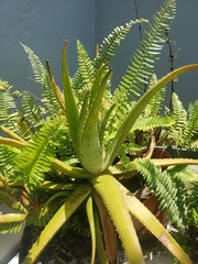 Aloe vera