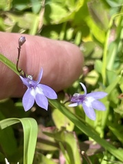 Lobelia feayana, photograph (c) James Hardee, some rights reserved (CC BY)